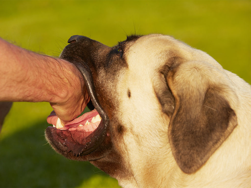 dog-bite-injuries